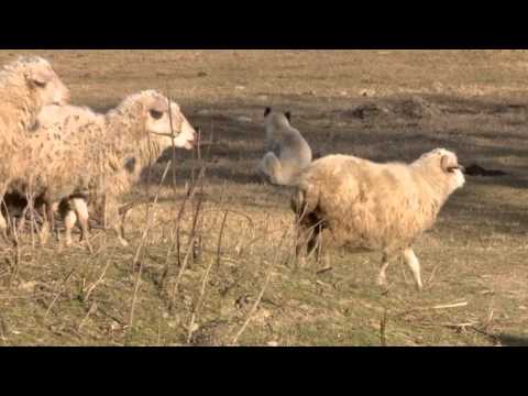 ეთნოფორი • etnopori (ანონსი/გადაცემა ორმოცდამერვე 24.02.2016წ.